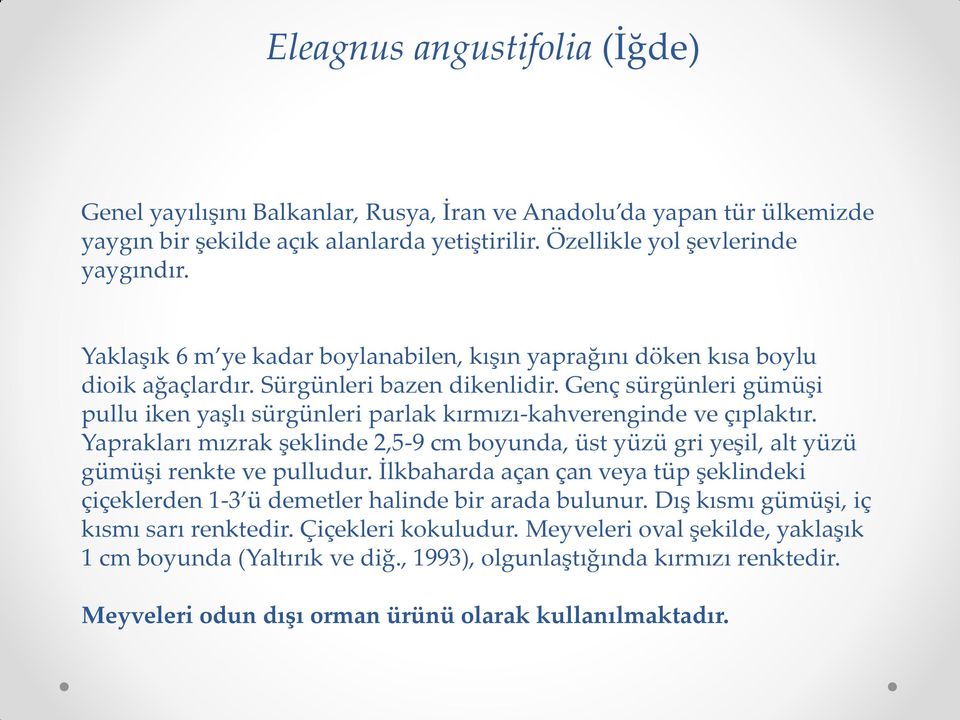 Genç sürgünleri gümüşi pullu iken yaşlı sürgünleri parlak kırmızı-kahverenginde ve çıplaktır. Yaprakları mızrak şeklinde 2,5-9 cm boyunda, üst yüzü gri yeşil, alt yüzü gümüşi renkte ve pulludur.