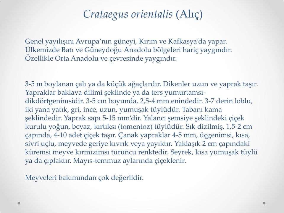 3-5 cm boyunda, 2,5-4 mm enindedir. 3-7 derin loblu, iki yana yatık, gri, ince, uzun, yumuşak tüylüdür. Tabanı kama şeklindedir. Yaprak sapı 5-15 mm dir.