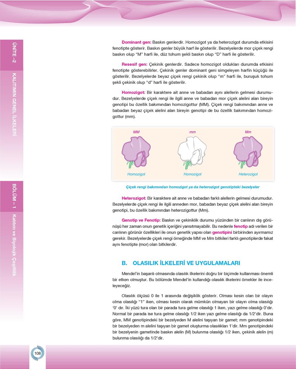 Sadece homozigot oldukları durumda etkisini fenotipte gösterebilirler. Çekinik genler dominant geni simgeleyen harfin küçüğü ile gösterilir.