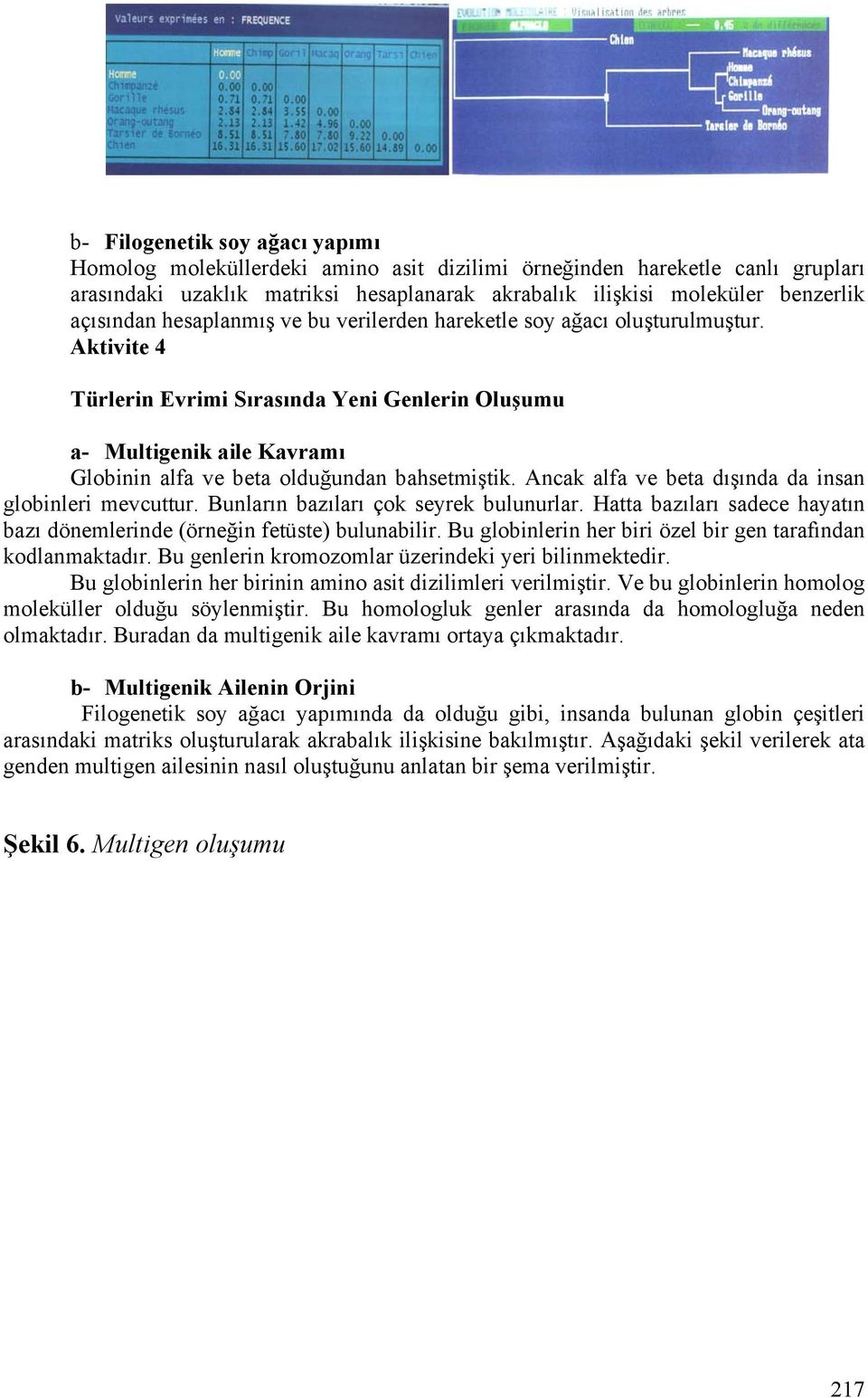 Aktivite 4 Türlerin Evrimi Sırasında Yeni Genlerin Oluşumu a- Multigenik aile Kavramı Globinin alfa ve beta olduğundan bahsetmiştik. Ancak alfa ve beta dışında da insan globinleri mevcuttur.