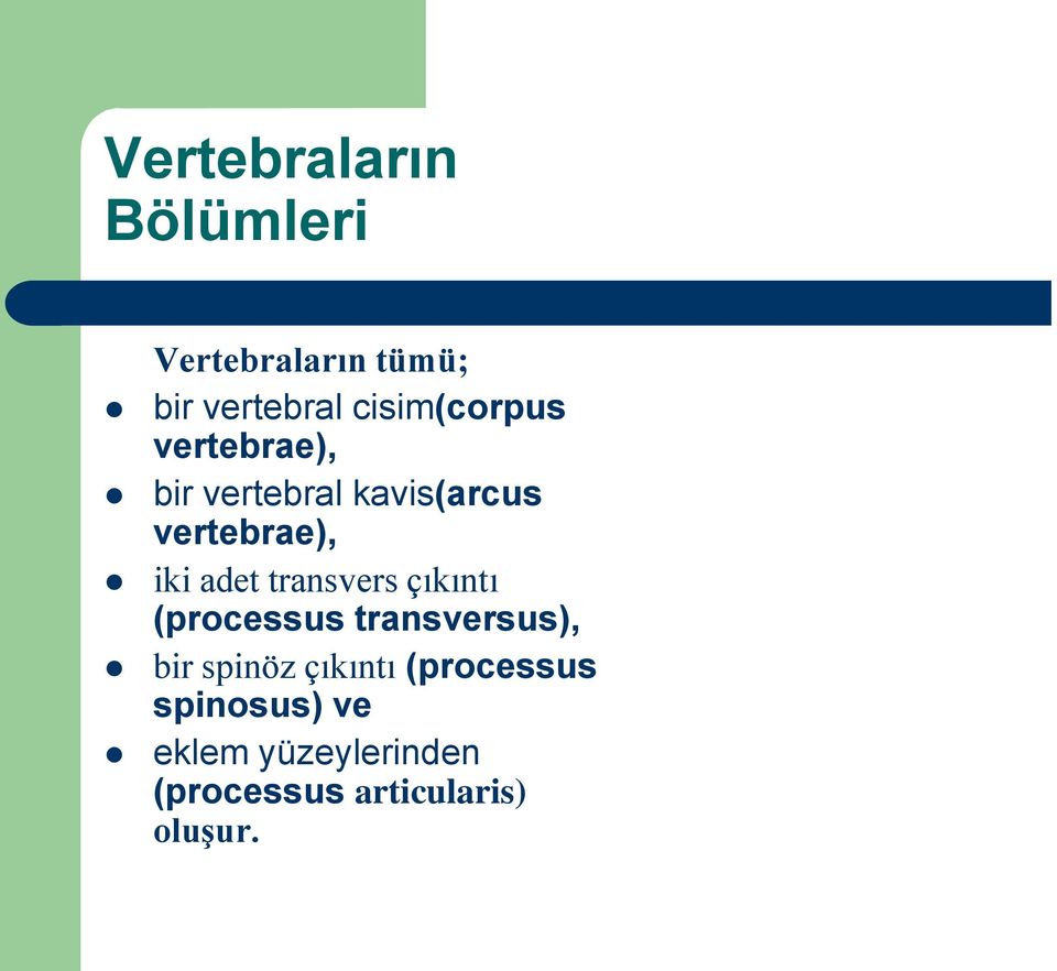 adet transvers çıkıntı (processus transversus), bir spinöz çıkıntı