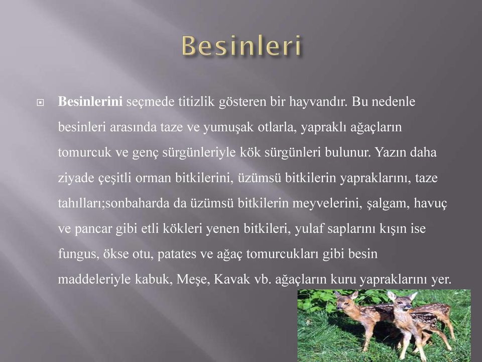 Yazın daha ziyade çeşitli orman bitkilerini, üzümsü bitkilerin yapraklarını, taze tahılları;sonbaharda da üzümsü bitkilerin