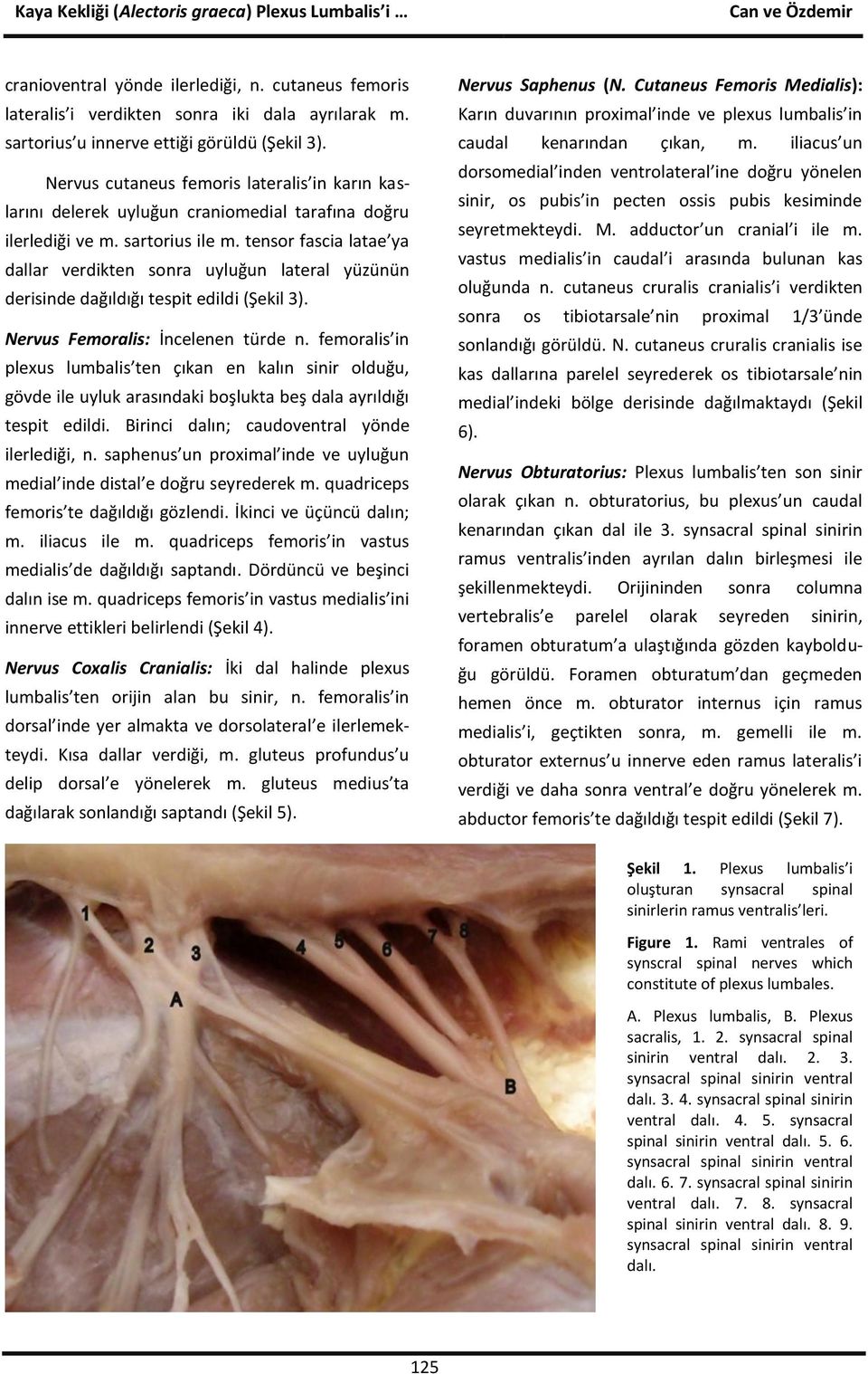 tensor fascia latae ya dallar verdikten sonra uyluğun lateral yüzünün derisinde dağıldığı tespit edildi (Şekil 3). Nervus Femoralis: İncelenen türde n.