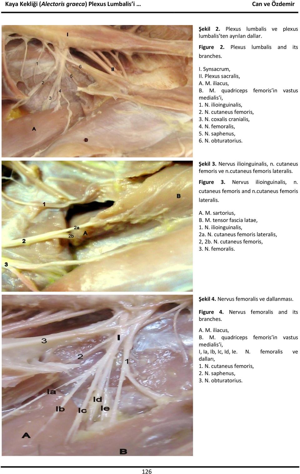 cutaneus femoris lateralis. Figure 3. Nervus ilioinguinalis, n. cutaneus femoris and n.cutaneus femoris lateralis. A. M. sartorius, B. M. tensor fascia latae, 1. N. ilioinguinalis, 2a. N. cutaneus femoris lateralis, 2, 2b.