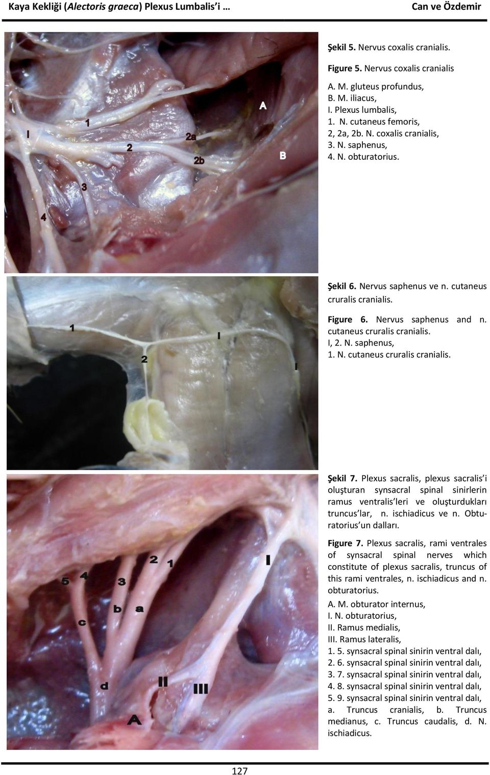 Plexus sacralis, plexus sacralis i oluşturan synsacral spinal sinirlerin ramus ventralis leri ve oluşturdukları truncus lar, n. ischiadicus ve n. Obturatorius un dalları. Figure 7.