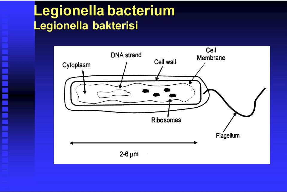 bakterisi