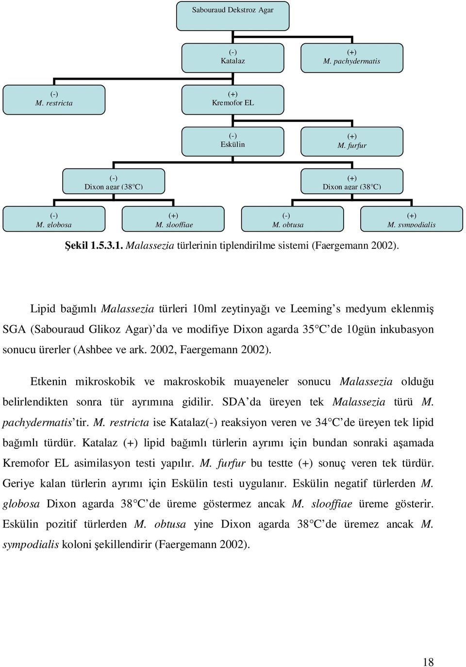 Lipid bağımlı Malassezia türleri 10ml zeytinyağı ve Leeming s medyum eklenmiş SGA (Sabouraud Glikoz Agar) da ve modifiye Dixon agarda 35 C de 10gün inkubasyon sonucu ürerler (Ashbee ve ark.