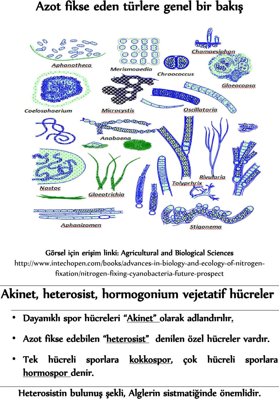 hormogonium vejetatif hücreler Dayanıklı spor hücreleri Akinet olarak adlandırılır.