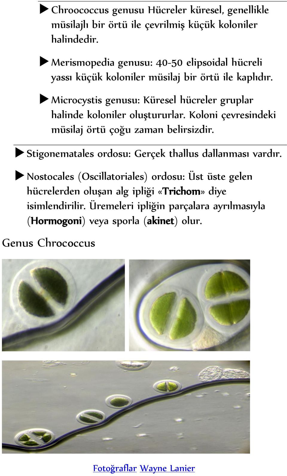 Microcystis genusu: Küresel hücreler gruplar halinde koloniler oluştururlar. Koloni çevresindeki müsilaj örtü çoğu zaman belirsizdir.