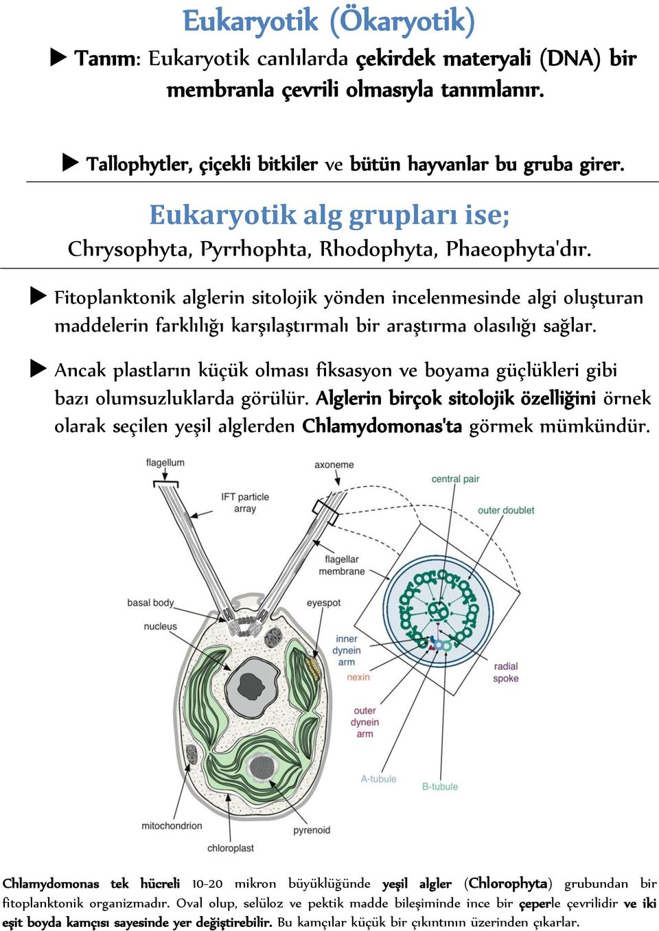 Fitoplanktonik alglerin sitolojik yönden incelenmesinde algi oluşturan maddelerin farklılığı karşılaştırmalı bir araştırma olasılığı sağlar.