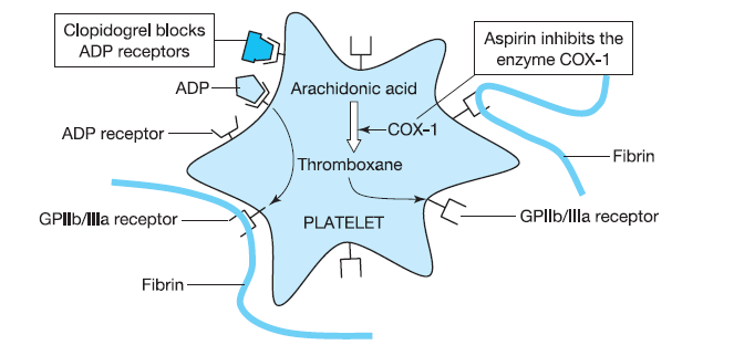 Anti-koagülan İlaçlar 1.Antitrombositer İlaçlar: Aspirin ve klopidogrel GPIIb/IIIa resp. nin oluşumunu engelleyerek trobsitlerin fibrin ağa bağlanmasını engeller.