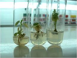 Doku kültürü: bir bitkiden alınan bölünebilme yeteneğindeki hücrelerin laboratuvar ortamında çoğaltılması ve hormon verilerek yeni bitki üretilmesidir.