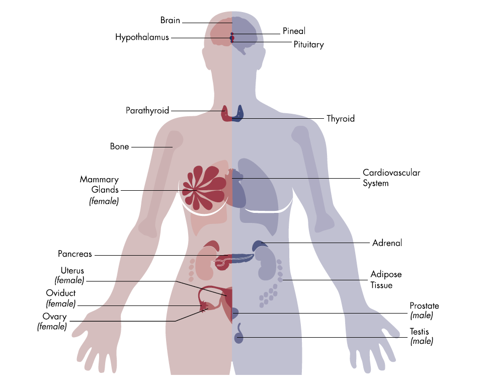 Endokrin (Hormonal) Sistem Hücre, doku, organ ve sistemlerin çalışmasının kontrolü ve koordinasyonlarının sağlanması için hormon salgılarının
