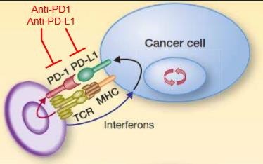 Akciğer kanserinde immunoterapi İlaç Firma Hedef molekül FDA statüs ü PD-L1 Klonu Nivolumab BMS PD 1 onaylı 28. 8 (DAKO) Pembrolizum ab Atezolizumab Durvalumab MSD PD 1 Hız.