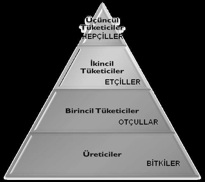 Üreticiler Güneş enerjisini dönüştürüp hücrelerinde tutabilen canlılardır. Kendi besinlerini kendileri üretebilirler.