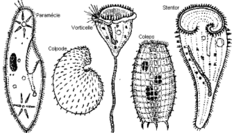 Bentik Algler Protozoalar