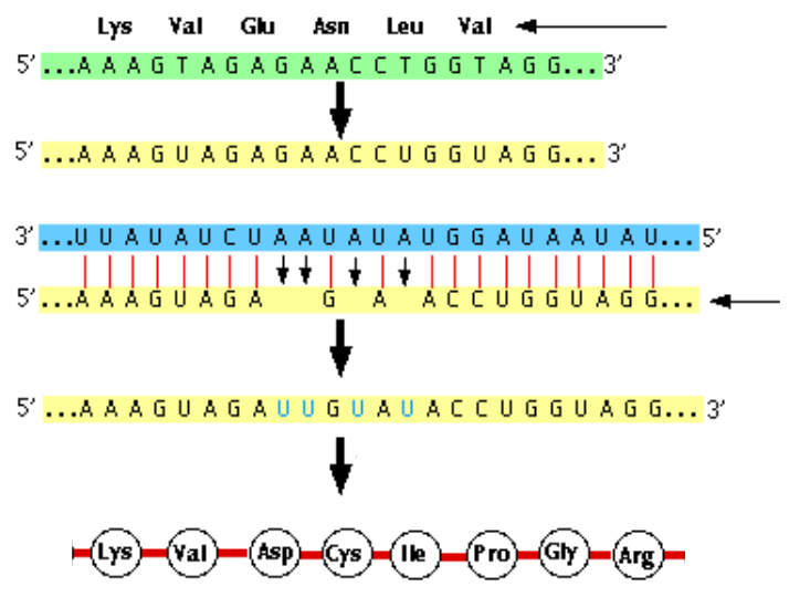 RNA EDİSYONU AMİNO ASİT ZİNCİRİ DNA İŞLENMEMİŞ RNA