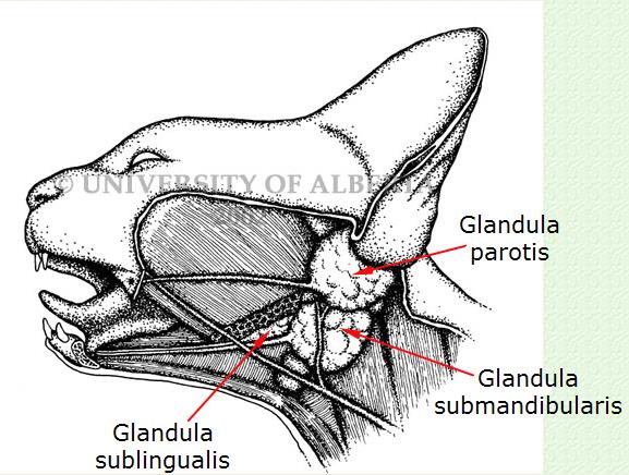 Köpekte ve sığırlarda glandula parotisten büyüktür. Akıtıcı kanalına çene altı tükürük bezi kanalı (Ductus submandibularis) denir. Şekil 1.