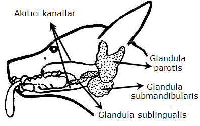 değişir. En büyük atta, en küçük geviş getirenlerde ve etçillerde bulunur. Parotisin akıtıcı kanalına kulak altı tükürük bezi kanalı (Ductus parotidicus) denir.