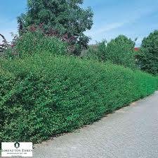 Ligustrum