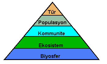 EKOLOJİK BİRİMLER *Ekoloji: Canlıların birbirleriyle ve yaşadıkları ortamla olan