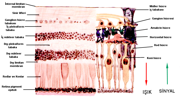 Resim 1. Retina katlarının histolojik olarak gösterilmesi RPE tek katlı bir hücre tabakası olup, ön tarafta siliyer epitelin pigmentli katı olarak devam eder.