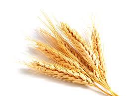 TÜRKİYE HUBUBAT ÜRETİMİ Türkiye de üretilen hububatın % 58 ini buğday