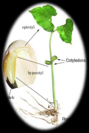 Embriyodaki ilk yaprakçıklara kotiledon yani çenek denir. Kotiledonlar, besin depo etme ve çimlenmeden sonra toprak üstüne çıkarak fotosentez yapmak ile sorumludurlar.