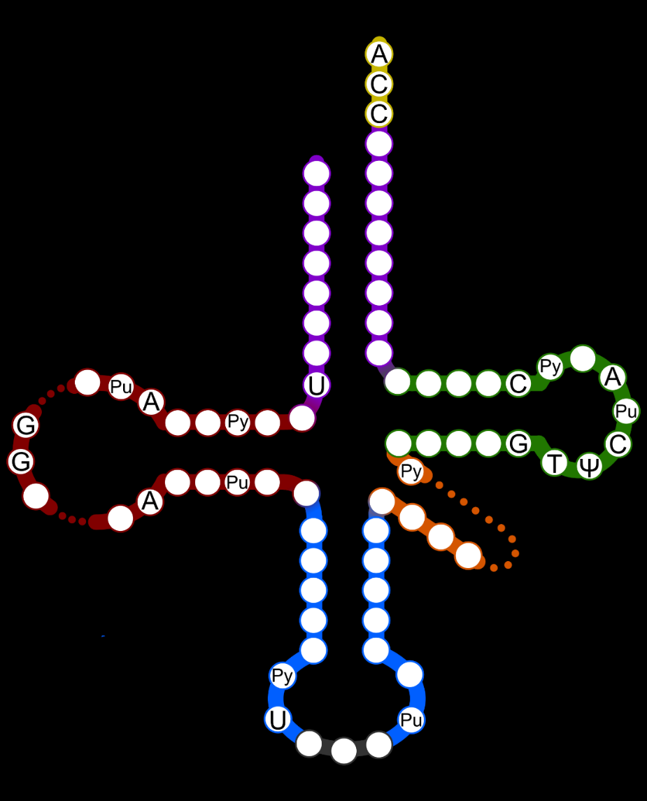 150 trna (Taşıyıcı=Transfer RNA) Özel amino asitlerle birleşme ve onları ribozomlara nakletme yeteneğinde olan RNA molekülleridir. 3 önemli özelliği vardır.