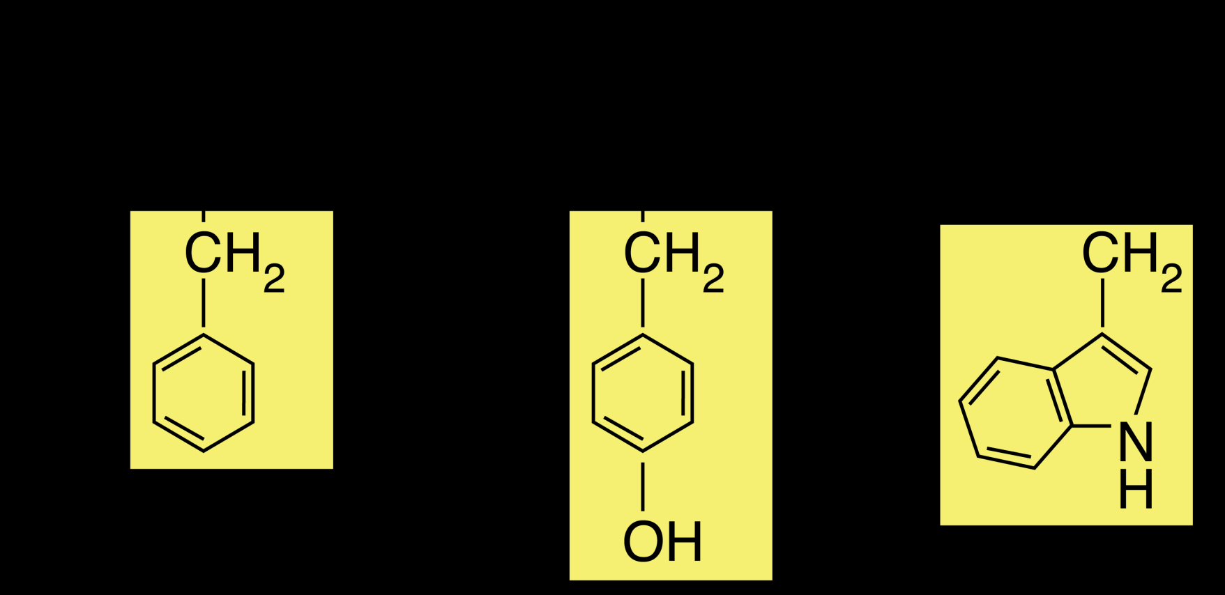 23 Fenilalanin (Phe veya F) Tirozin (Tyr veya Y) Triptofan