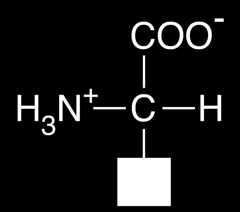 51 Amino Asitlerin Fiziksel Özellikleri İzolelektrik noktalarında (fizyolojik ph da) H iyonları, COOH grubundan, NH 2 grubuna geçer.