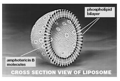 Yapılan çalıģmaların sonucunda, lipozomal amfoterisin B tedavisi sırasında gözlenen, gerek konvansiyonel amfoterisin B gerekse amfoterisin B lipid