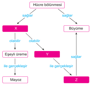 TEST 2 1. I- Sinir hücresi 3. II- Polen hücresi III- Yumurta ana hücresi IV- Sperm hücresi Yukarıda verilen hücrelerden hangileri mayoz bölünme sonucu oluşan hücrelerdendir?