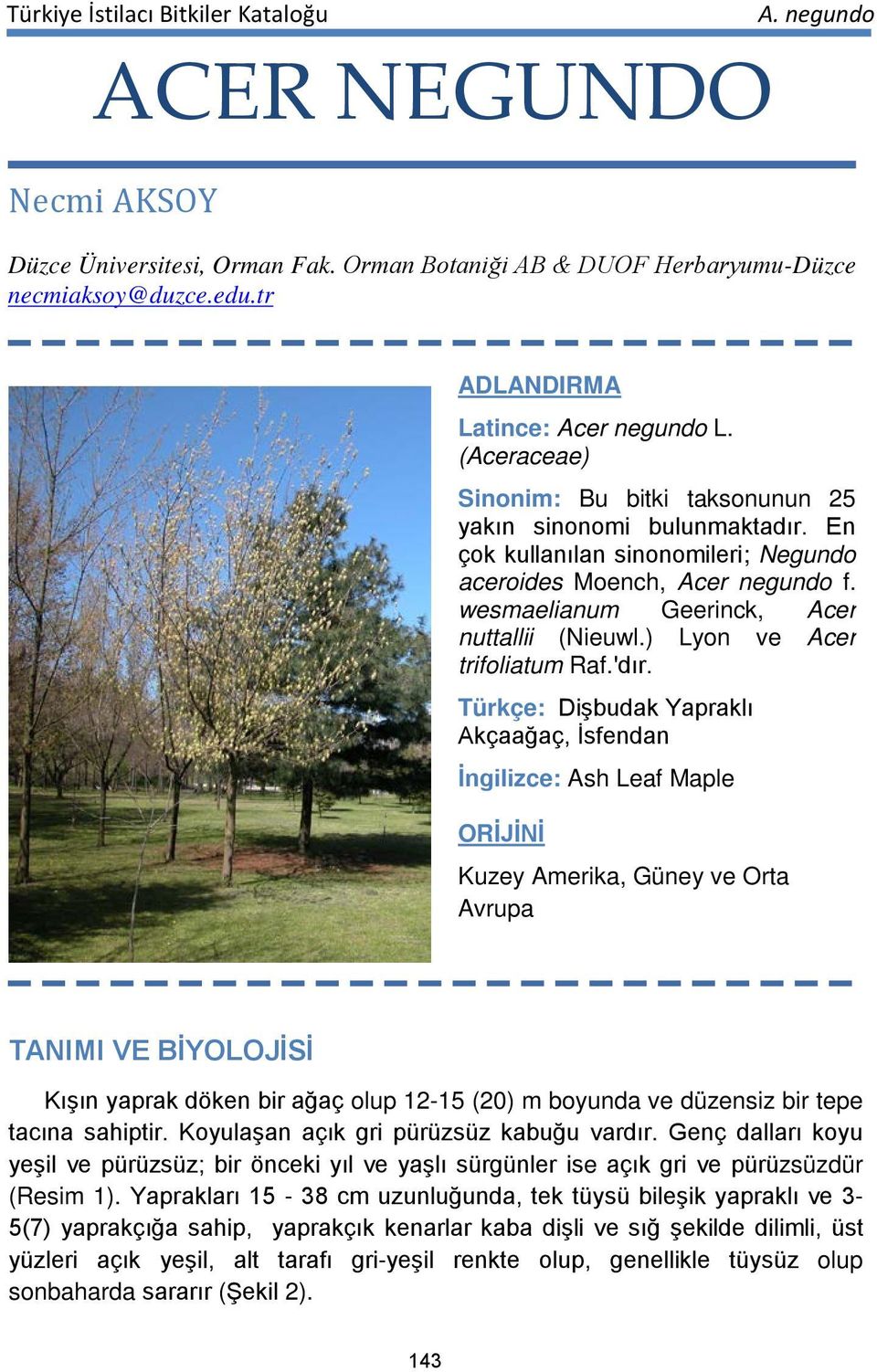 ) Lyon ve Acer trifoliatum Raf.'dır.
