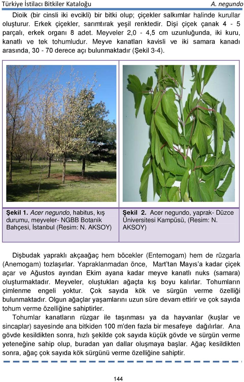 Acer negundo, habitus, kış durumu, meyveler- NGBB Botanik Bahçesi, İstanbul (Resim: N. AKSOY) Şekil 2. Acer negundo, yaprak- Düzce Üniversitesi Kampüsü, (Resim: N.