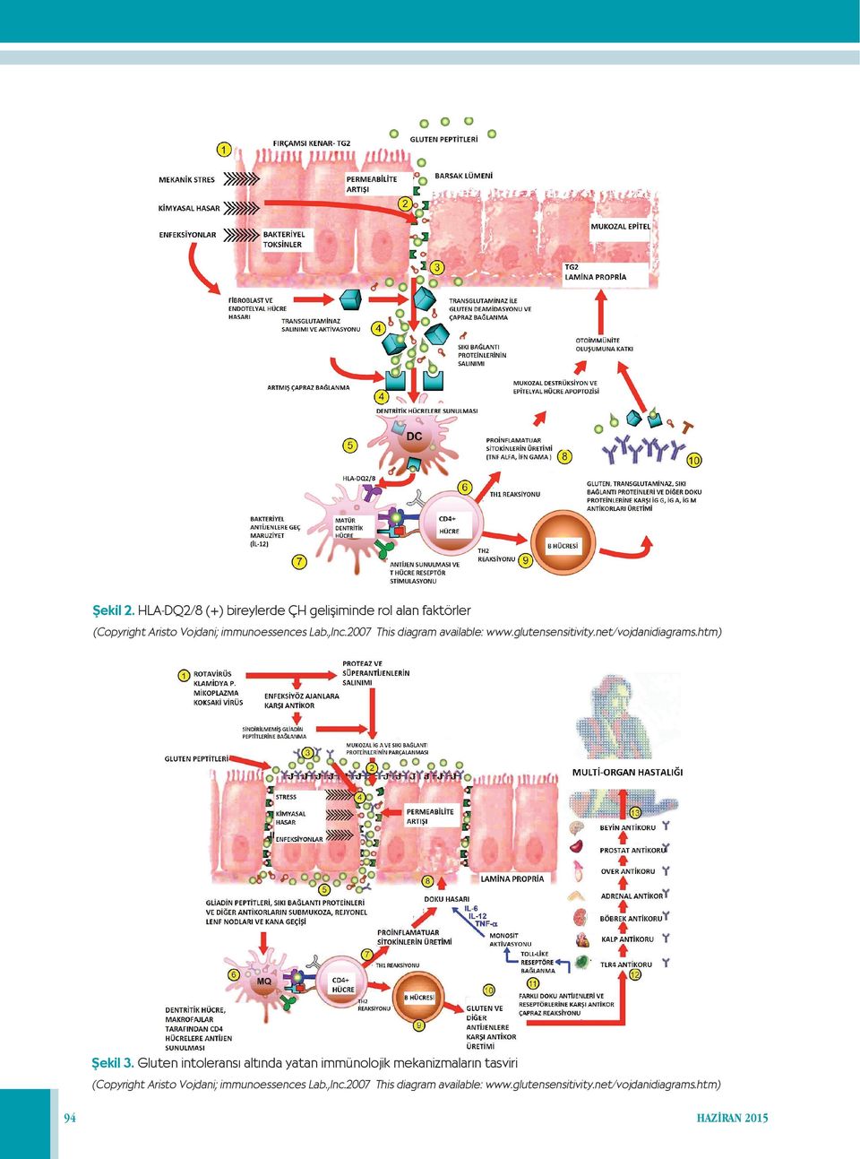 Lab.,Inc.2007 This diagram available: www.glutensensitivity.net/vojdanidiagrams.htm) Şekil 3.