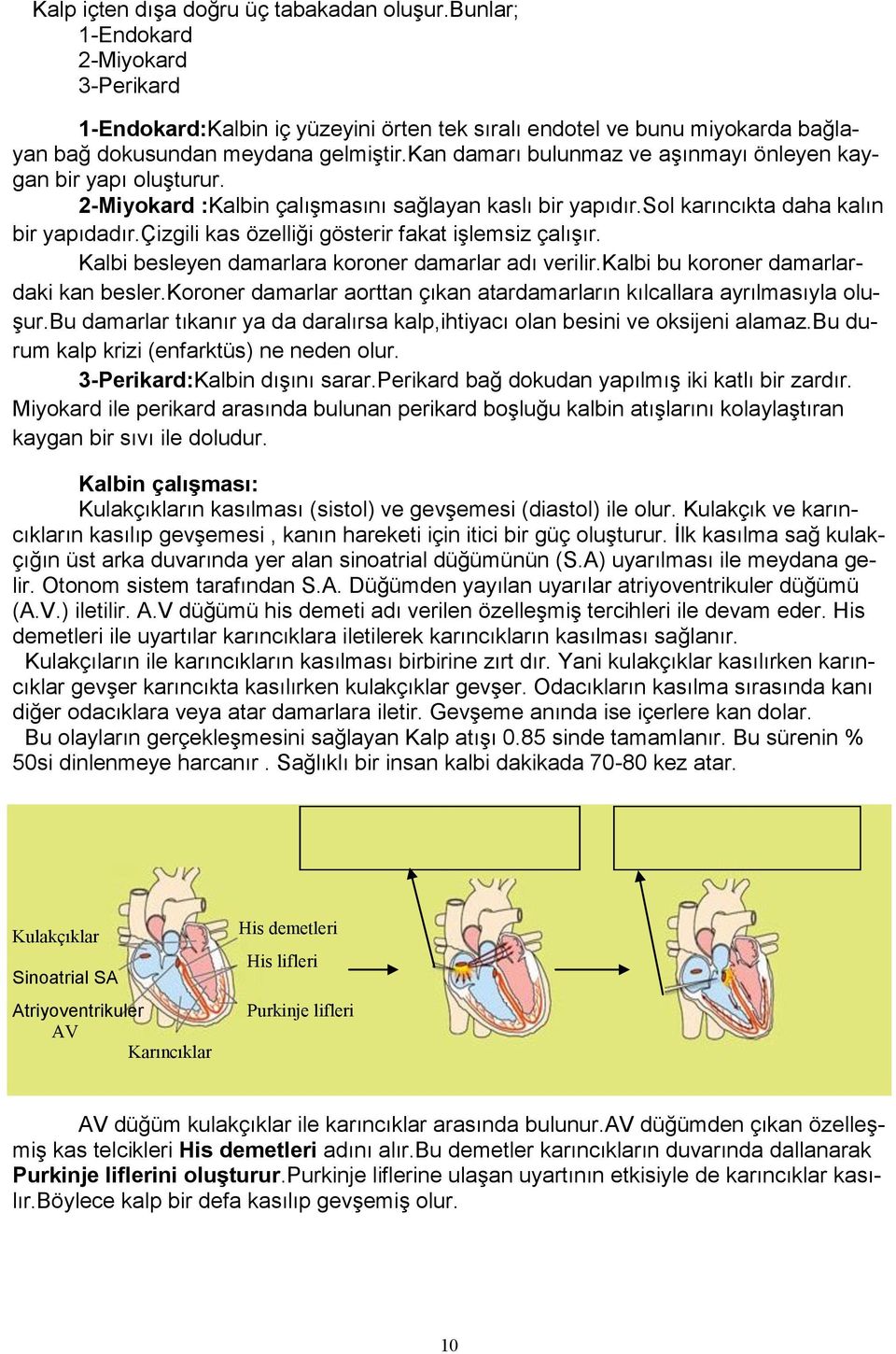 çizgili kas özelliği gösterir fakat işlemsiz çalışır. Kalbi besleyen damarlara koroner damarlar adı verilir.kalbi bu koroner damarlardaki kan besler.