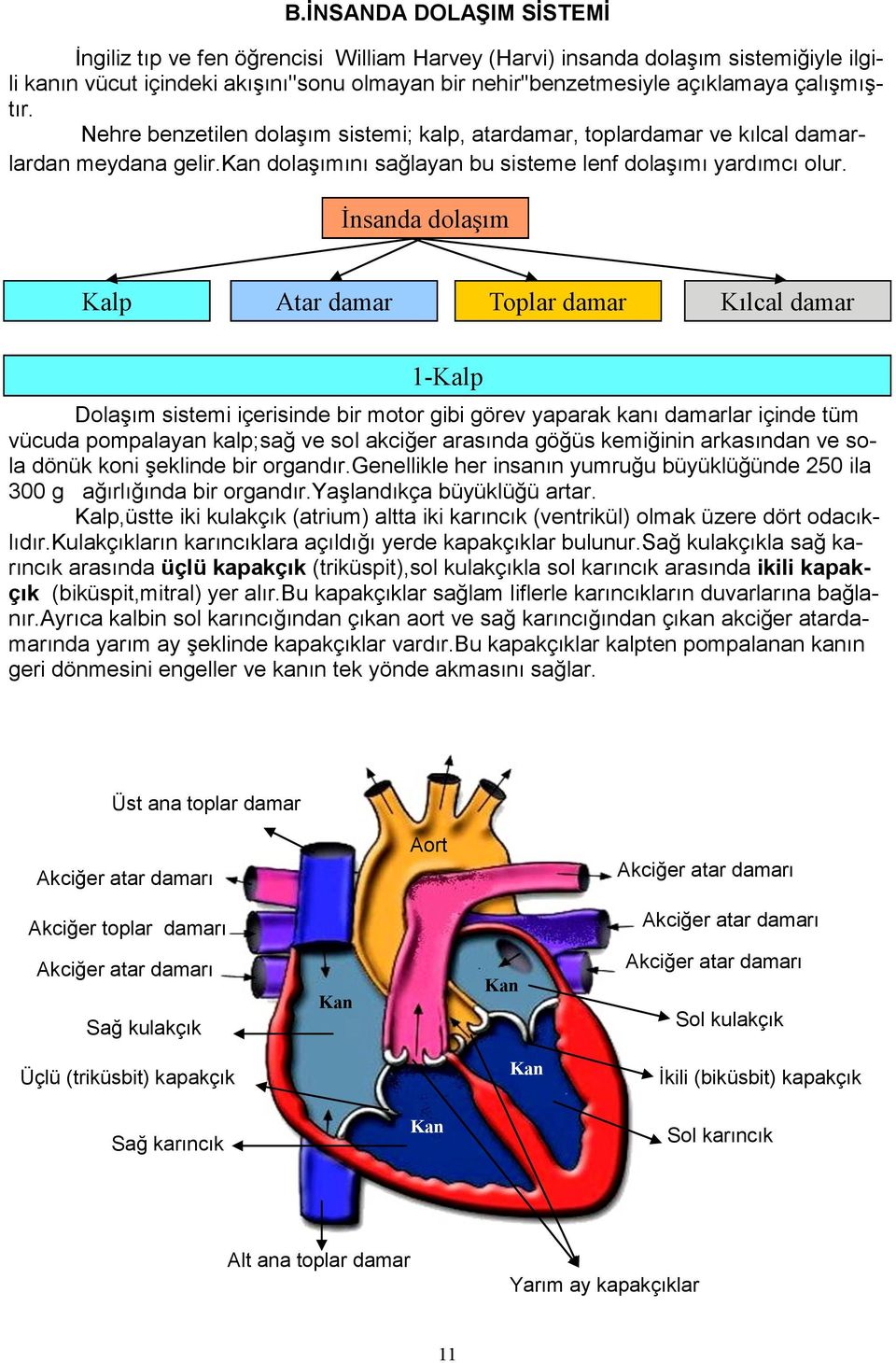 İnsanda dolaşım Kalp Atar damar Toplar damar Kılcal damar 1-Kalp Dolaşım sistemi içerisinde bir motor gibi görev yaparak kanı damarlar içinde tüm vücuda pompalayan kalp;sağ ve sol akciğer arasında