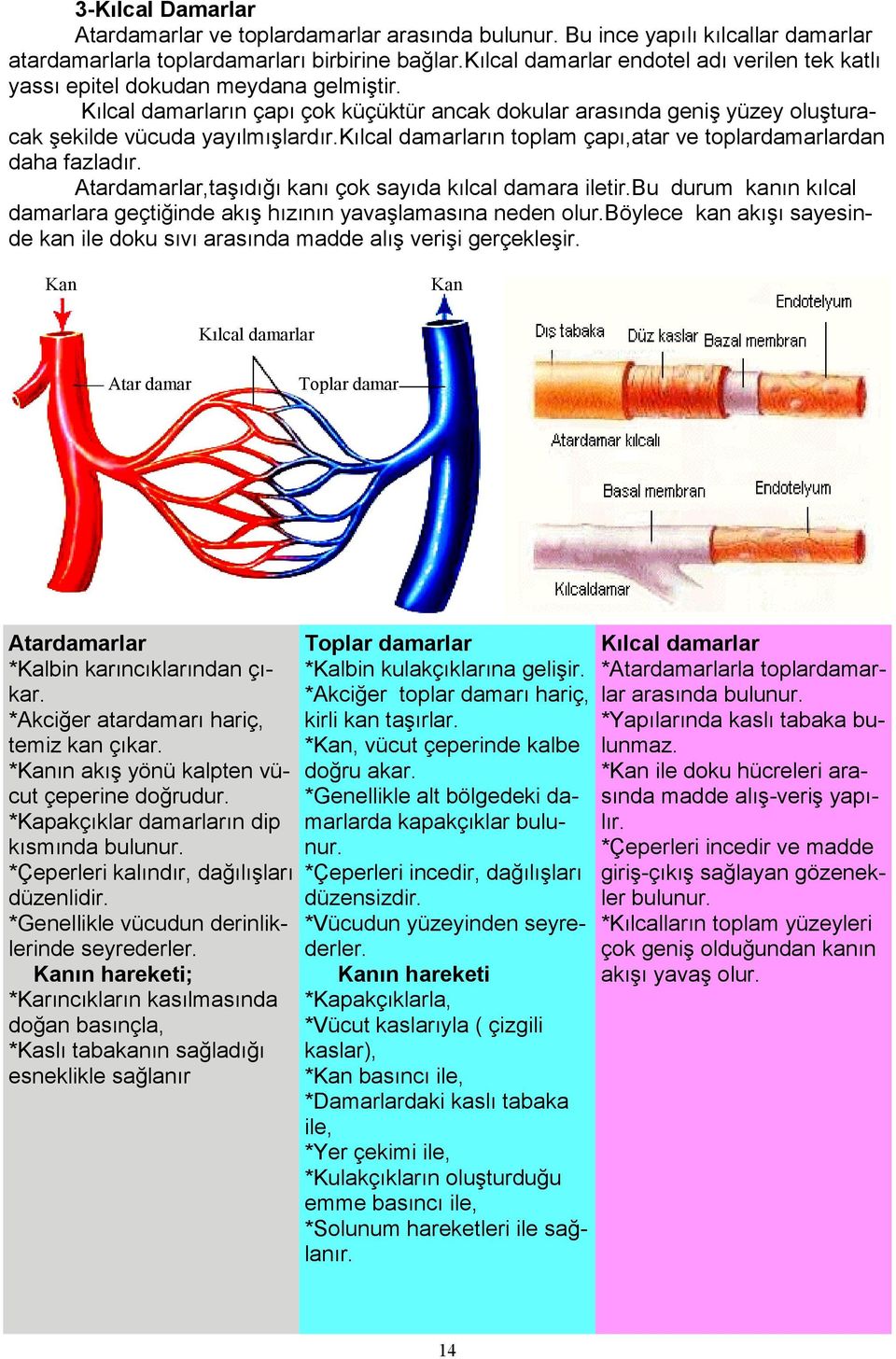 kılcal damarların toplam çapı,atar ve toplardamarlardan daha fazladır. Atardamarlar,taşıdığı kanı çok sayıda kılcal damara iletir.