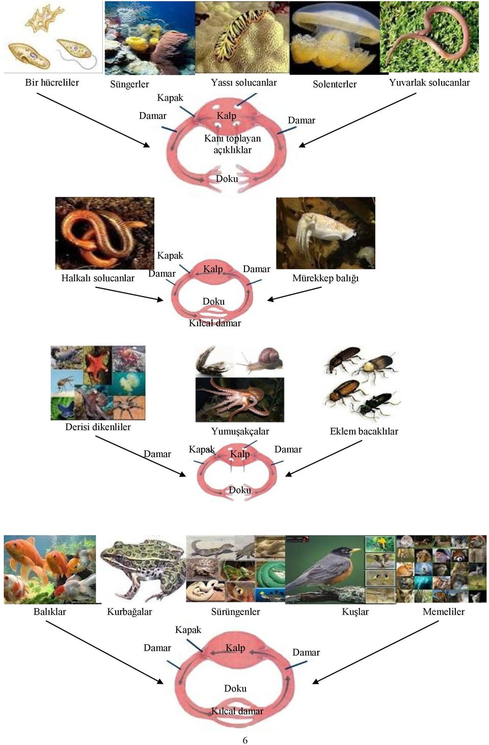 balığı Doku Kılcal damar Derisi dikenliler Yumuşakçalar Eklem bacaklılar Damar Kapak Kalp