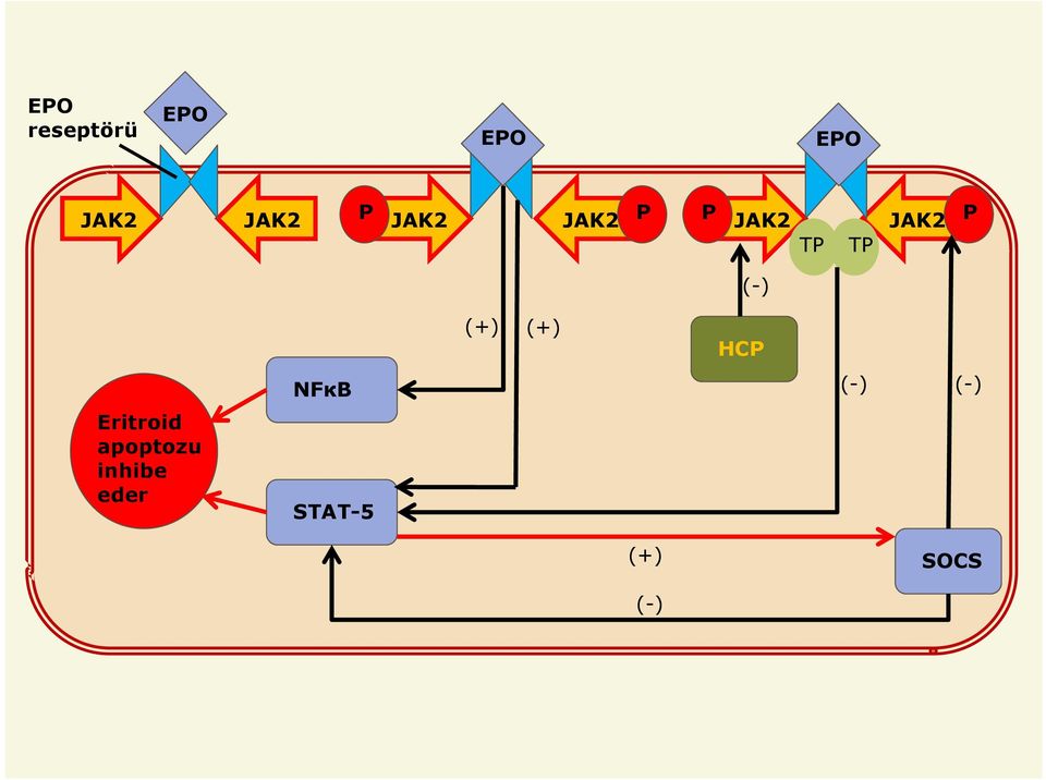 (-) Eritroid apoptozu inhibe eder