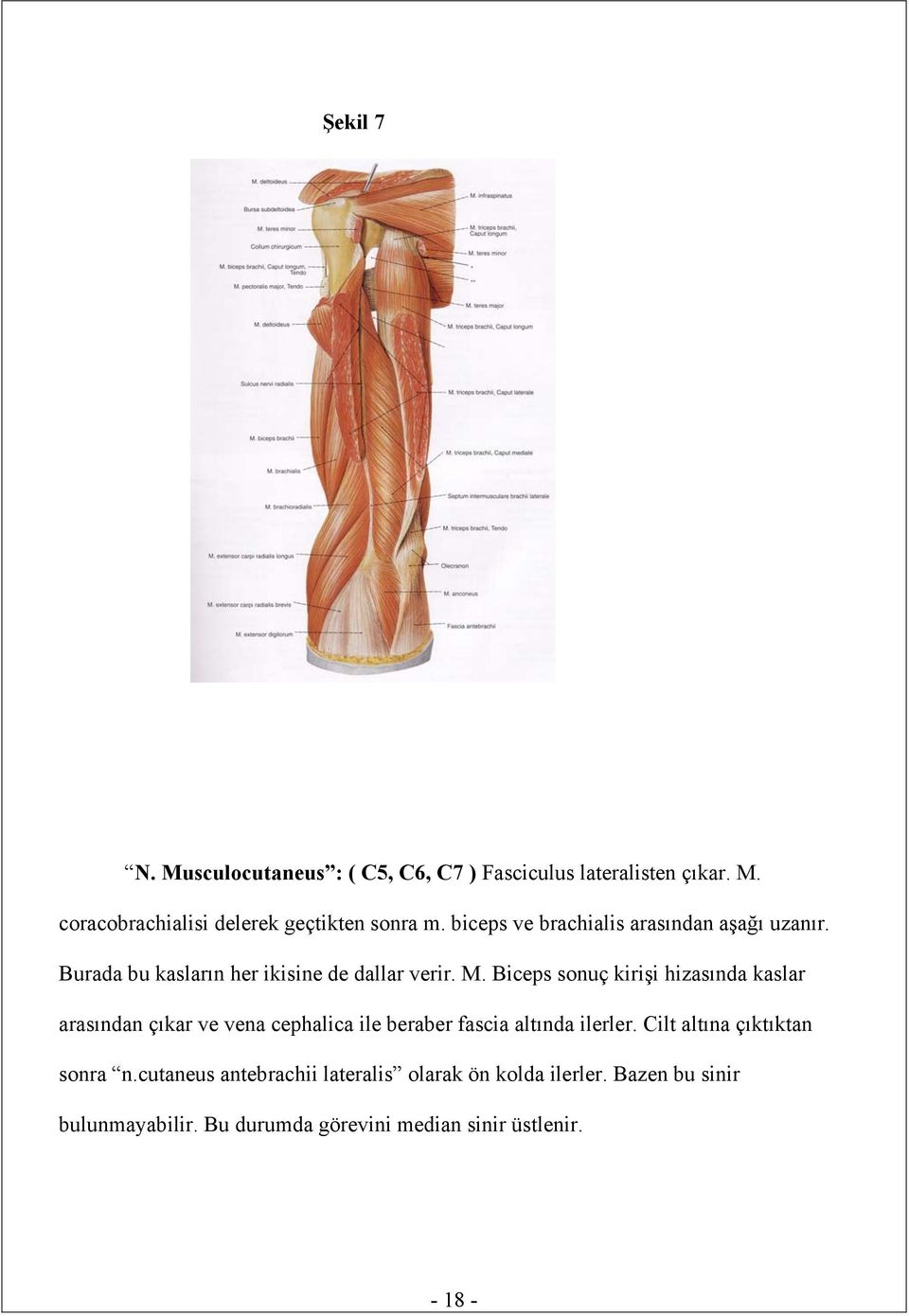 Biceps sonuç kirişi hizasında kaslar arasından çıkar ve vena cephalica ile beraber fascia altında ilerler.