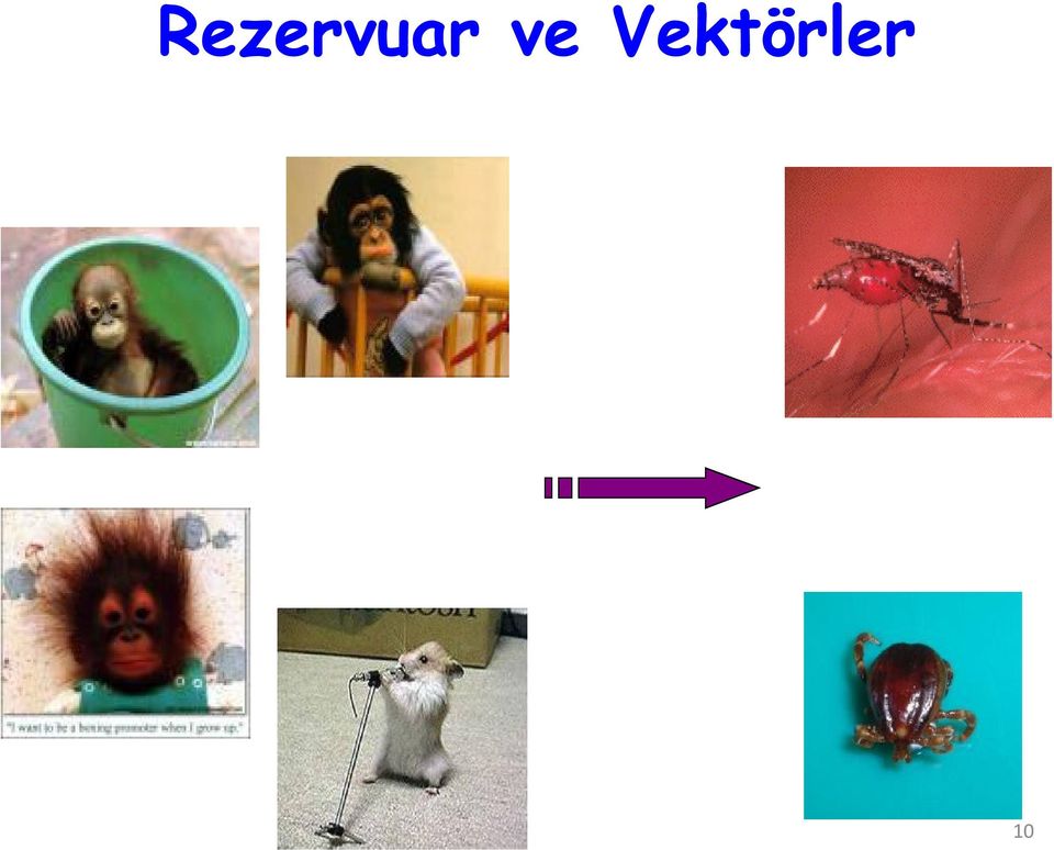 Vektörler