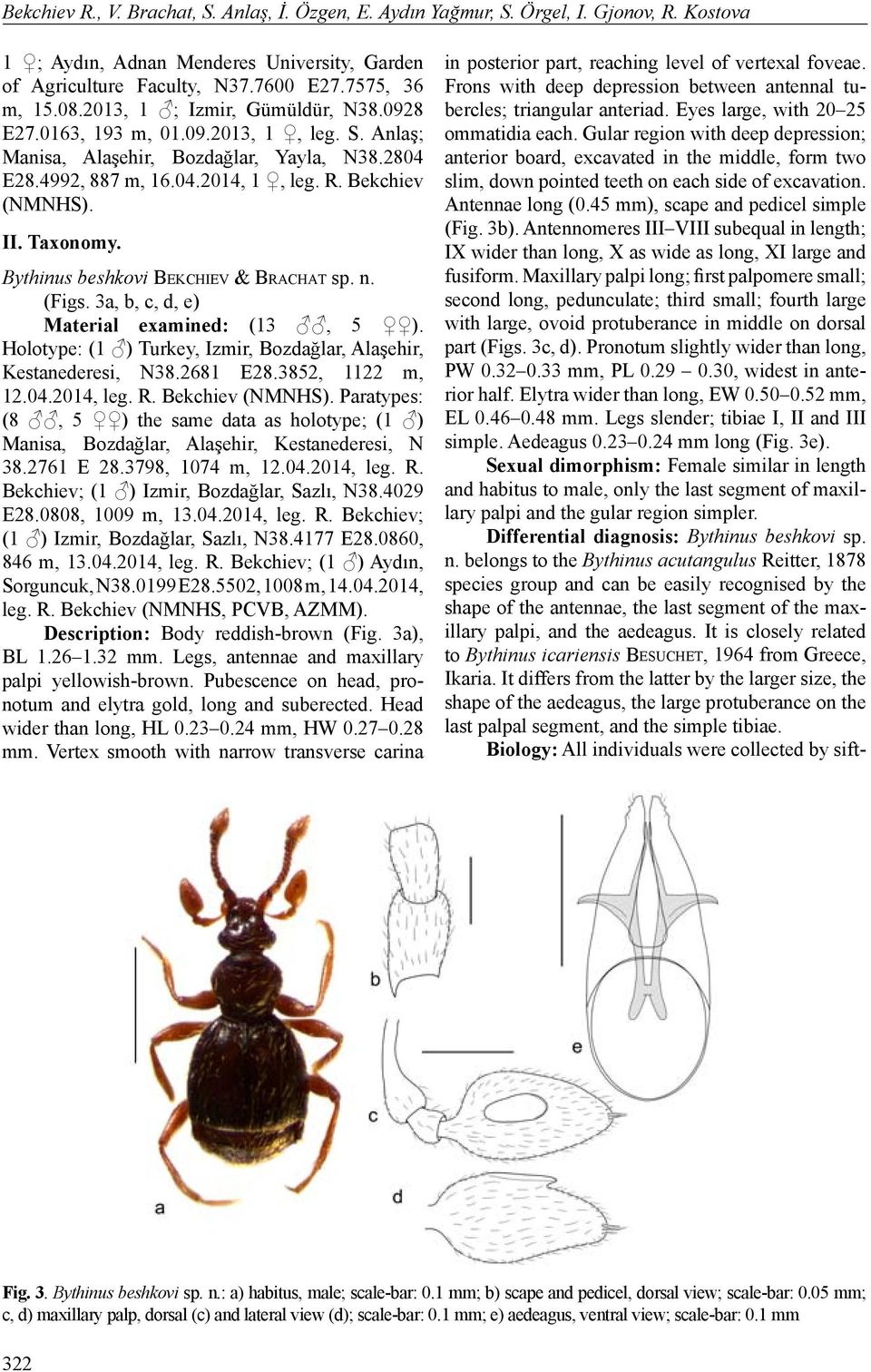 Bythinus beshkovi Be k c h i e v & Br a c h a t sp. n. (Figs. 3a, b, c, d, e) Material examined: (13, 5 ). Holotype: (1 ) Turkey, Izmir, Bozdağlar, Alaşehir, Kestanederesi, N38.2681 E28.