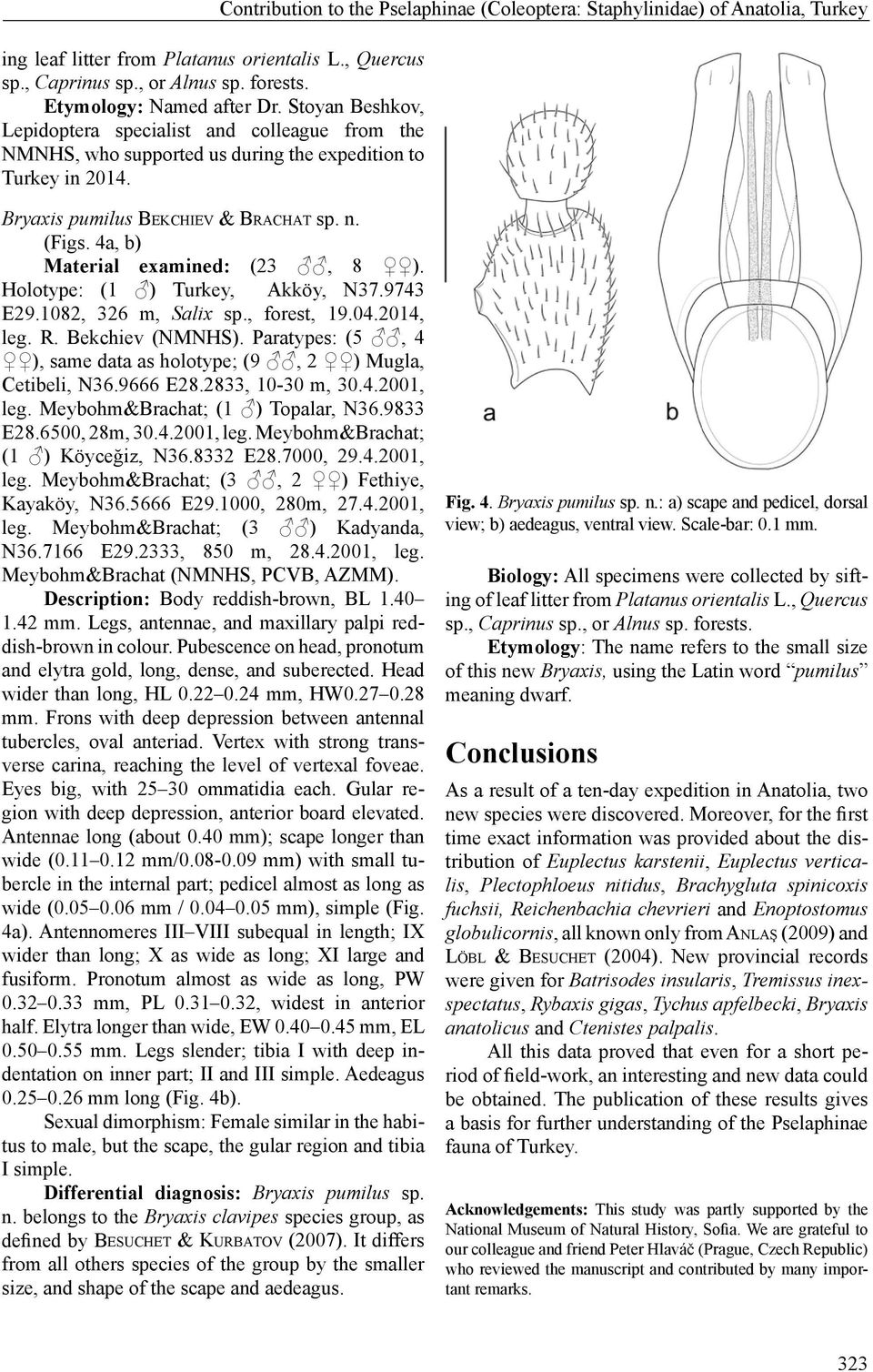 Contribution to the Pselaphinae (Coleoptera: Staphylinidae) of Anatolia, Turkey Bryaxis pumilus Be k c h i e v & Br a c h a t sp. n. (Figs. 4a, b) Material examined: (23, 8 ).