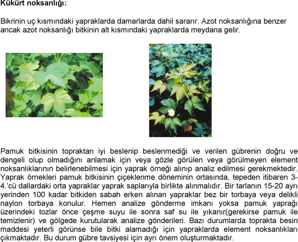 örneği alınıp analiz edilmesi gerekmektedir. Yaprak örnekleri pamuk bitkisinin çiçeklenme döneminin ortasında, tepeden itibaren 3-4.