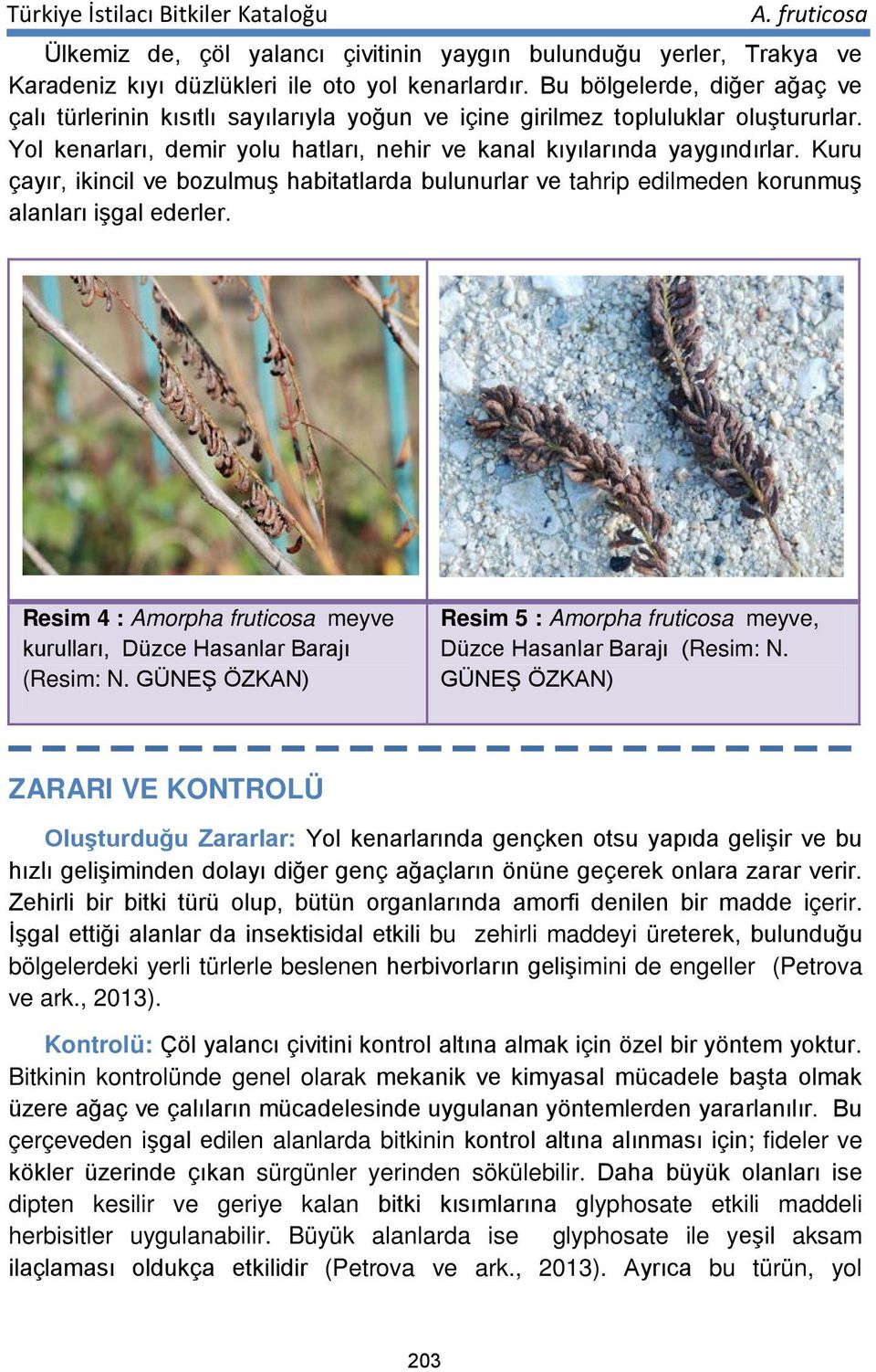 Kuru çayır, ikincil ve bozulmuş habitatlarda bulunurlar ve tahrip edilmeden korunmuş alanları işgal ederler. Resim 4 : Amorpha fruticosa meyve kurulları, Düzce Hasanlar Barajı (Resim: N.