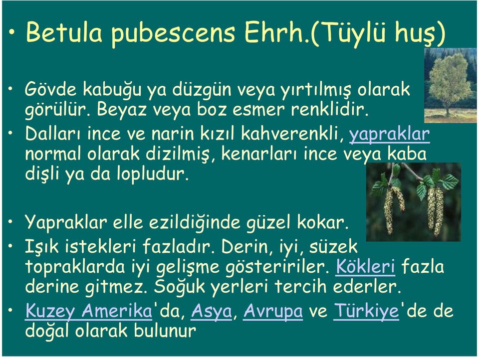 Yapraklar elle ezildiğinde güzel kokar. Işık istekleri fazladır. Derin, iyi, süzek topraklarda iyi gelişme gösteririler.