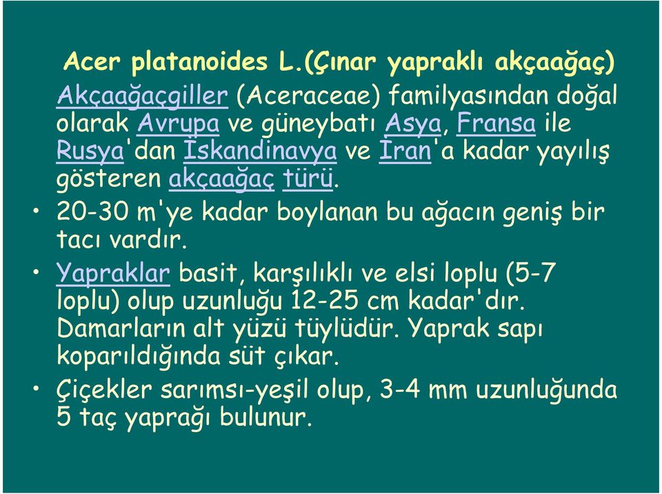 Rusya'dan İskandinavya ve İran'a kadar yayılış gösteren akçaağaç türü.