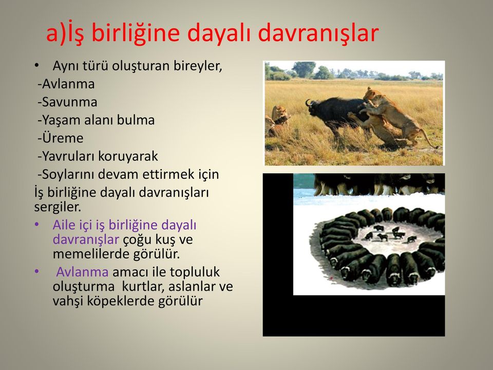 dayalı davranışları sergiler.